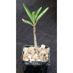 Pachypodium rutenbergianum 2-inch pots