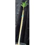 Pachypodium rutenbergianum 3-gallon pots