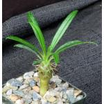 Pachypodium rutenbergianum 4-inch pots