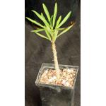Pachypodium rutenbergianum 5-inch pots