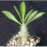 Pachypodium saundersii 3-inch pots