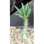 Pachypodium succulentum (griquense) 5-inch pots