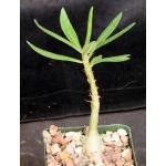 Pachypodium succulentum 4-inch pots