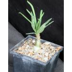 Pachypodium succulentum (griquense) 5-inch pots