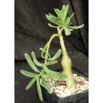 Pachypodium succulentum one-gallon pots