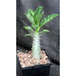 Pachypodium saundersii 5-inch pots