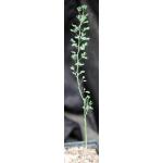 Parkinsonia florida 5-inch pots