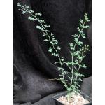 Parkinsonia florida 5-inch pots