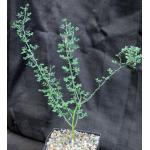 Parkinsonia florida one-gallon pots