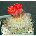 Parodia sanguiniflora 4-inch pots