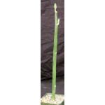 Pedilanthus bracteatus 4-inch pots