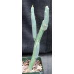 Pedilanthus macrocarpus 4-inch pots