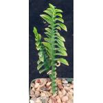 Pedilanthus tithymaloides “nana” 3-inch pots