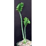 Pedilanthus tithymaloides “nana” 4-inch pots