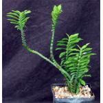 Pedilanthus tithymaloides “nana” 5-inch pots