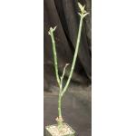 Pedilanthus tithymaloides ssp. smallii (variegated) 4-inch pots