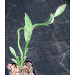 Pedilanthus tithymaloides ssp. smallii (variegated) 2-inch pots