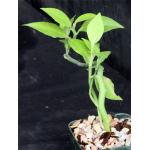 Pedilanthus tithymaloides ssp. tithymaloides 3-inch pots