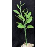 Pedilanthus bracteatus 5-inch pots