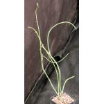 Pedilanthus cymbiferus 2-inch pots