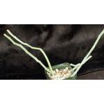 Pedilanthus macrocarpus 4-inch pots