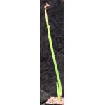 Pedilanthus macrocarpus (green form) 5-inch pots