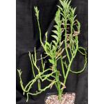 Pedilanthus tithymaloides ssp. tithymaloides one-gallon pots