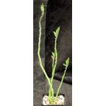 Pedilanthus tithymaloides ssp. tithymaloides 2-inch pots