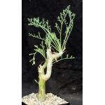 Pelargonium crithmifolium 4-inch pots