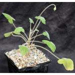 Pelargonium reniforme ssp. velutinum 5-inch pots