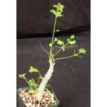 Pelargonium sp. aff. carnosum 4-inch pots