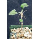 Pelargonium sp. (FKH 16881) 4-inch pots