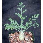 Pelargonium carnosum 5-inch pots