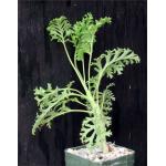 Pelargonium carnosum 4-inch pots