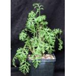 Pelargonium carnosum 5-inch pots