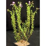 Pelargonium crispum cv Cy\'s Sunburst 5-inch pots