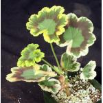 Pelargonium cv Mrs. Pollock 4-inch pots