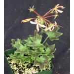 Pelargonium cv 'Stellar Ragtime' 4-inch pots