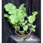Pelargonium exhibens one-gallon pots