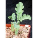 Pelargonium klinghardtense 4-inch pots