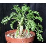 Pelargonium laxum 8-inch pots