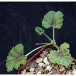 Pelargonium mollicomum 3-inch pots