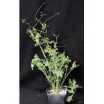 Pelargonium myrrhifolium var. coriandrifolium 5-inch pots