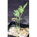 Pelargonium myrrhifolium var. coriandrifolium 4-inch pots