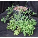 Pelargonium myrrhifolium var. coriandrifolium one-gallon pots