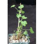 Pelargonium otaviense 4-inch pots
