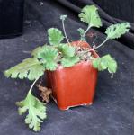 Pelargonium pulverulentum 4-inch pots