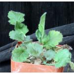 Pelargonium punctatum 4-inch pots