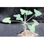 Pelargonium quinquelobatum 5-inch pots
