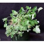 Pelargonium quinquelobatum 8-inch pots